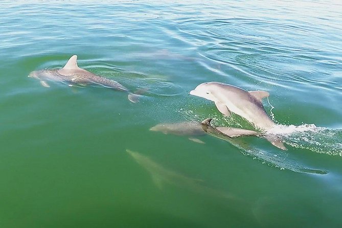 Small Group 2 Hour Dolphin Cruise With Snorkeling to Shell Key - Frequently Asked Questions