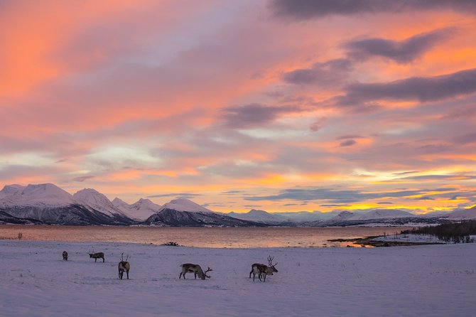 Small-Group Arctic Sightseeing Tour With Citizen Science From Tromso - Scenic Highlights