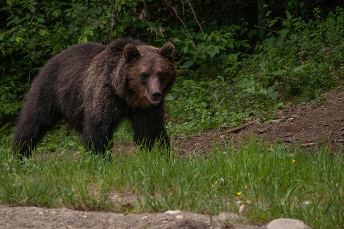 Small-Group Brown Bear-Watching Experience From Brasov - Not Included in the Tour