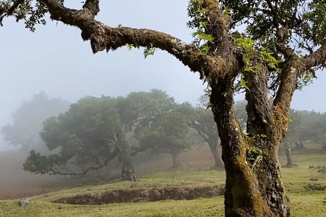 Small Group West Tour Waterfalls & Fanal Forest Tour - Pickup and Drop-off