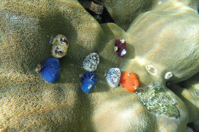 Snorkel Adventure Sea Tour to Koh Rok and Koh Haa From Koh Lanta - Cancellation Policy
