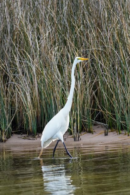 Snorkeling, Dolphins, Wildlife Sightings in St. Andrews Bay - Wildlife Viewing