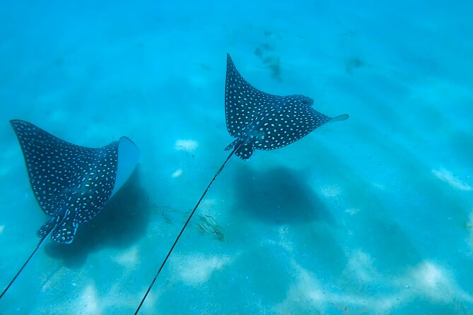Snorkeling W/ Manatees & Turtles in San Juan! (Free Rum) - Guest Weight Considerations