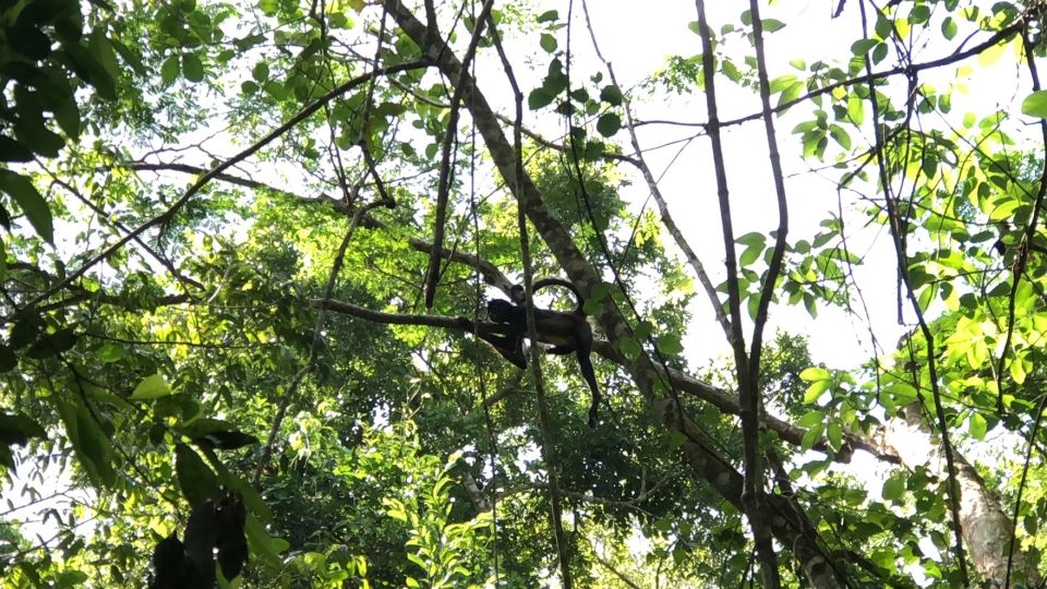 Spider Monkey at Punta Laguna - Requirements for Participants