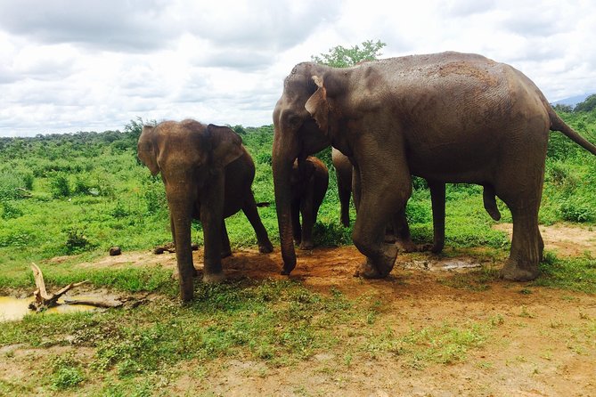 Sri Lanka Round Tour - Wildlife Experiences