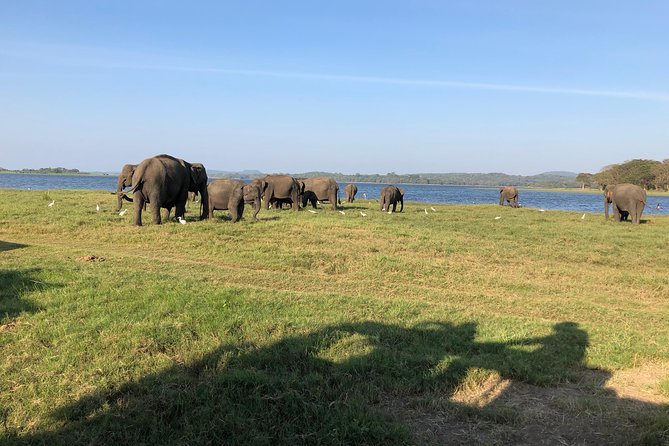 Sri Lanka Tour in 8 Days - Private Vehicle Transportation