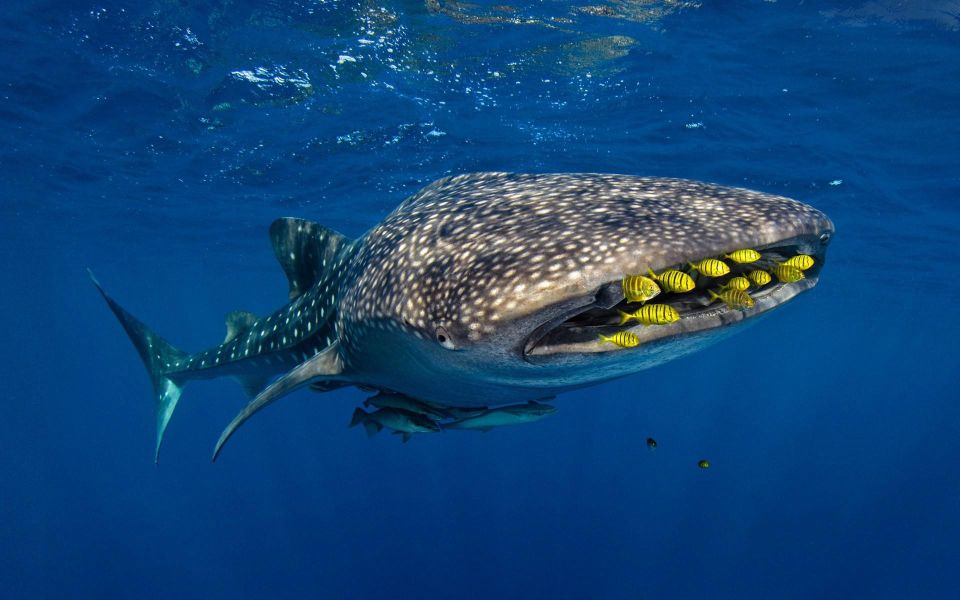 Sumbawa Tour & Snorkeling With Whale Shark - Unforgettable Experience