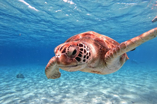 Swimming With Sea Turtles Incl. Pictures. Award Winner - Additional Tour Information