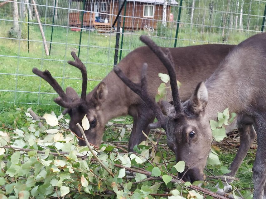 Talkeetna: A Walk in the Woods...with Reindeer! - The Reindeers Adaptations