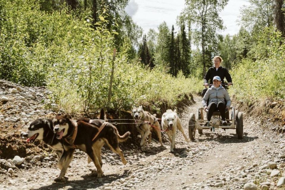 Talkeetna: Mushing Experience With Iditarod Champion Dogs - Kennel Tour and Gear Presentation