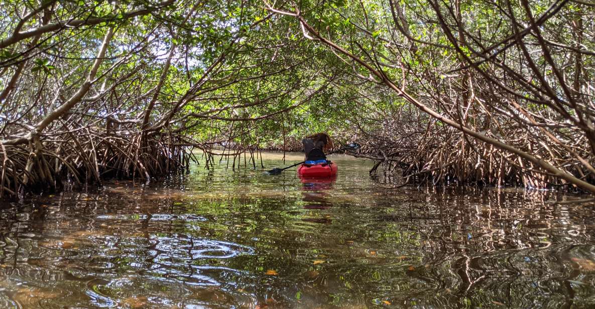 Tarpon Springs: Guided Anclote River Kayaking Tour - Policies and Reservations