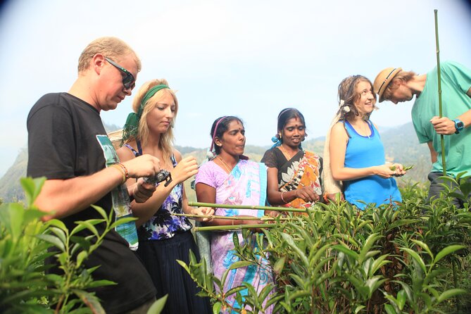 Tea Plantation Tour in Ella, Sri Lanka - Getting There