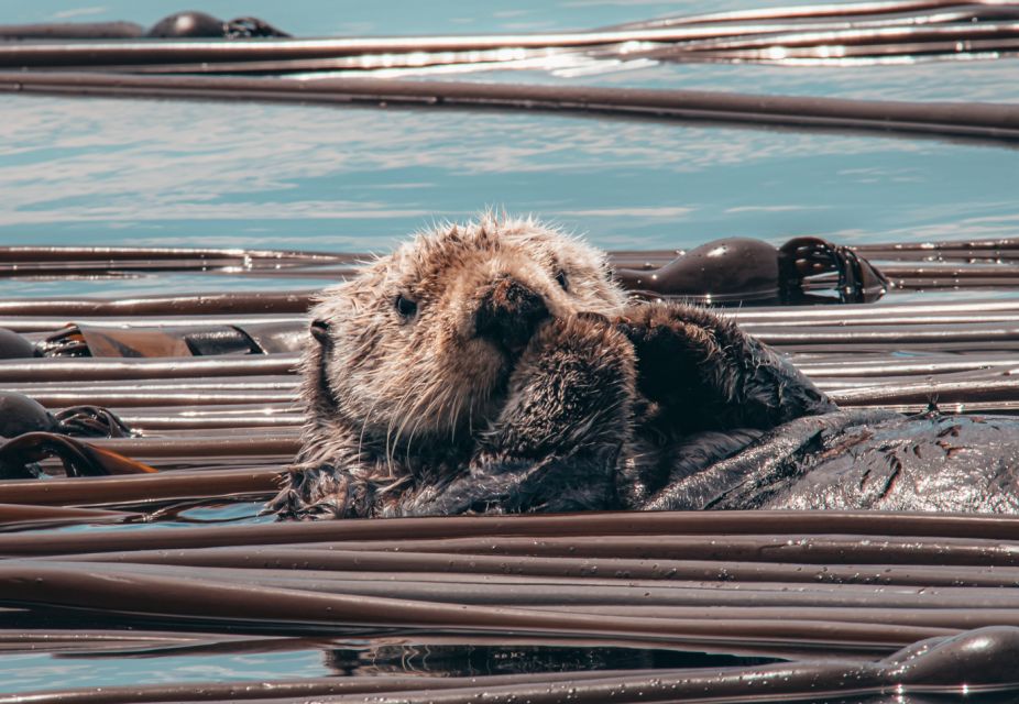 Telegraph Cove: 3-Hour Whale Watching Tour in a Zodiac Boat - Meeting Point and Arrival