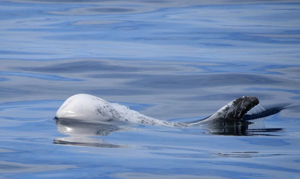 Terceira: Half-Day Dolphin and Whale Watching Tour - Meeting Point