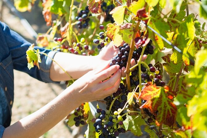 The Grape Escape: Troodos Mountains Thru Wine Small Group Tour 6hrs - Cancellation Policy