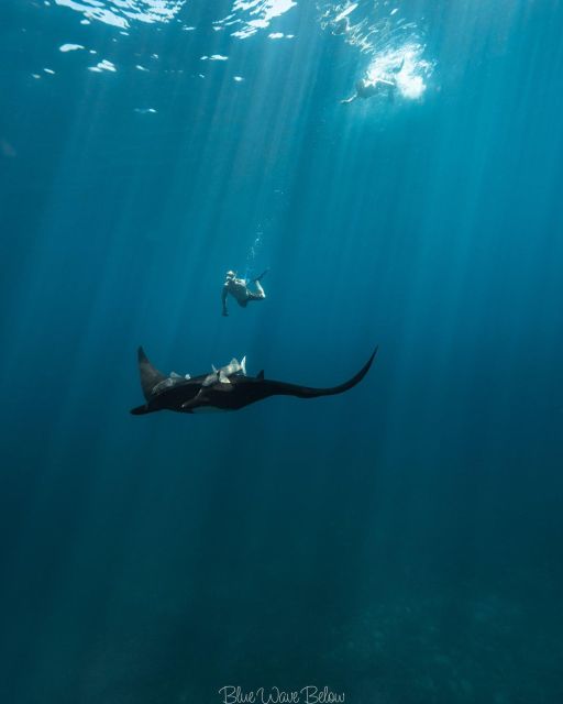 The Window: Manta Ray Dive at La Reina - Learning About Manta Ray Comeback