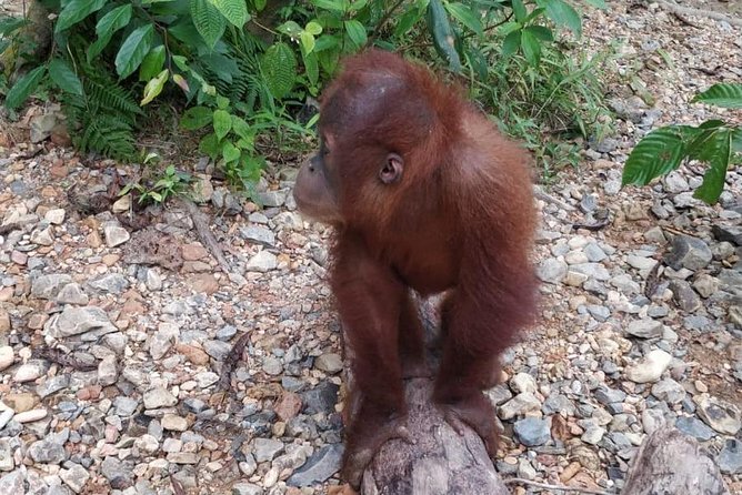 TOUR PACKAGE (Jungle Trekking, Taxi, Room) 4 DAYS 3 NIGHTS in BUKIT LAWANG - Transportation and Pickup