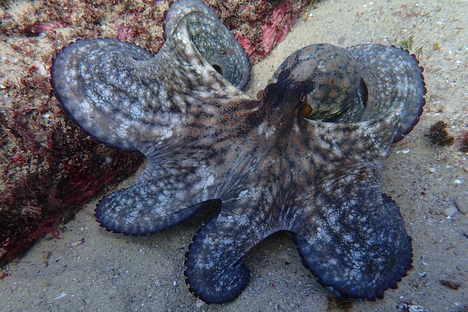 Try Scuba Diving in Arrabida Natural Park (Near Lisbon) With Pictures - Group Size and Age Range