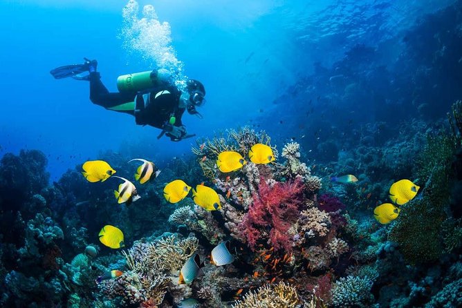 Tulamben Diving USS Liberty Shipwreck Scuba Dive - Private Tour Experience