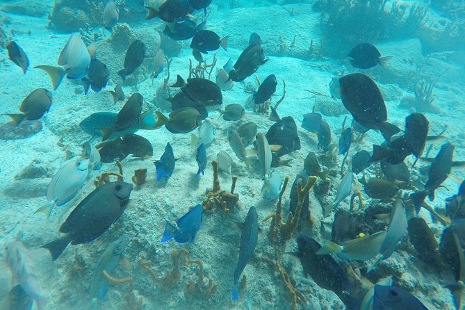 Turtle Cove Catamaran Snorkel and Sail at Little Buck Island - Medical Considerations
