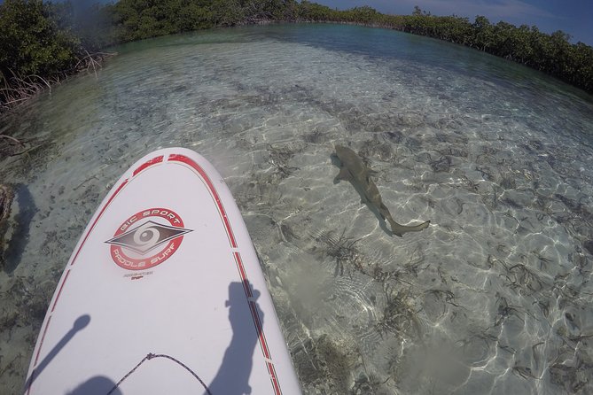 Turtle Eco Tour on Stand-Up Paddleboards or Kayaks Into the National Marine Park - Recommendations for Participants