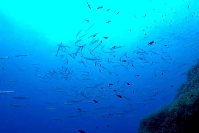 Two Morning Dives in Gozo for Certified Diver - Meeting Point and Pickup Location