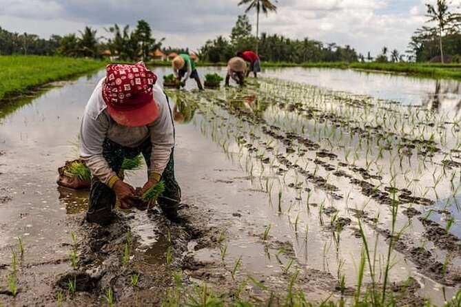 Ubud: Downhill Cycling With Volcano, Rice Terraces and Meal - Cancellation Policy