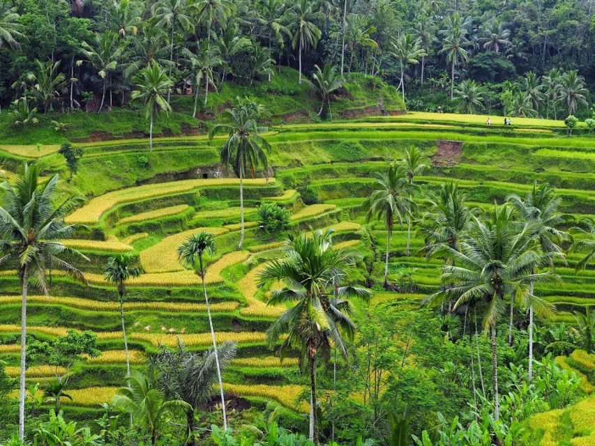 Ubud Full Day Tour - Tirta Empul Temple