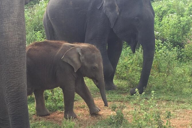 Udawalawe National Park | Private Safari With Naturalist - Booking Confirmation and Cancellation