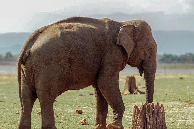 Udawalawe National Park Private Safari - Cancellation Policy