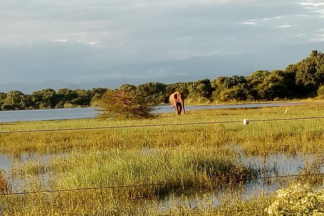 Udawalawe National Park Safari Tour - Private & Customize Tour - Wildlife Spotting Opportunities