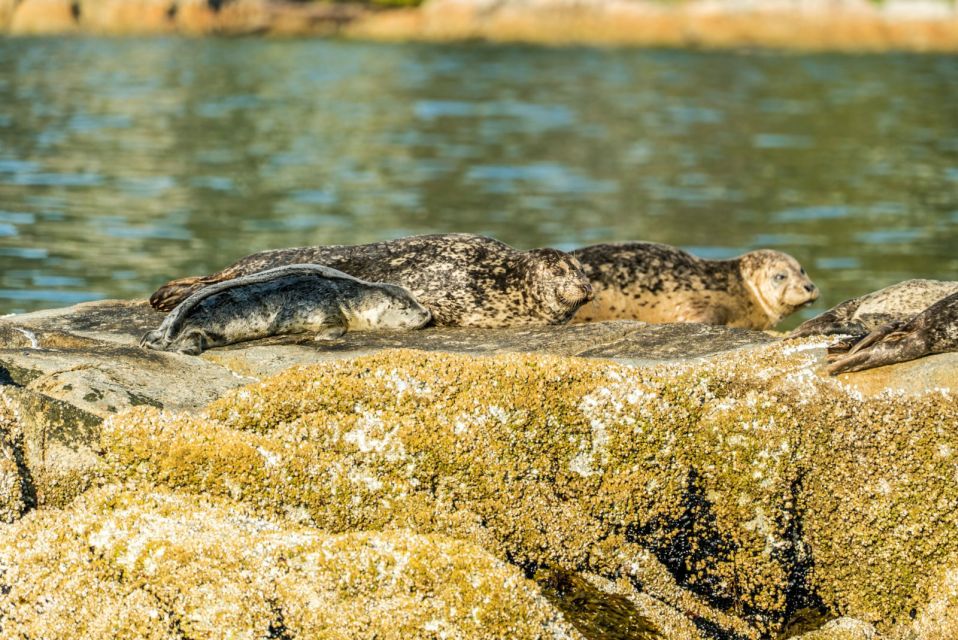 Vancouver: City and Seal Boat Tour - Restrictions and Requirements