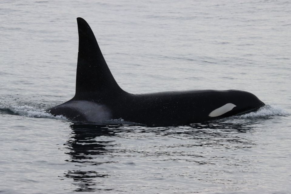 Vancouver Whale Watching Safari - Pickup and Start Times