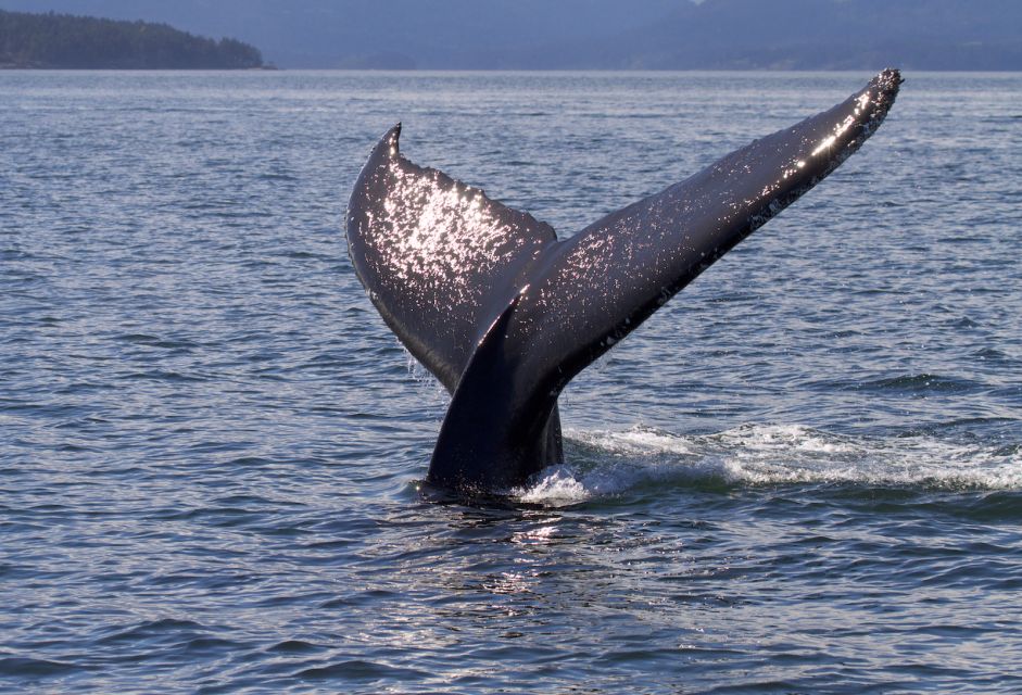 Victoria: Sunset Whale Watching Tour - Sunset Scenery