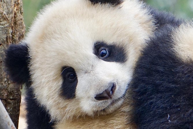 Visiting Dujiangyan Yaan Wolong Panda Base Optional Volunteering - Cancellation Policy