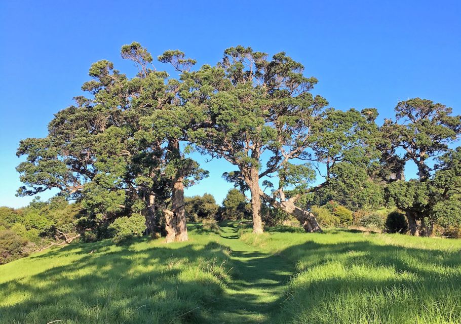 Waiheke Island: Forest and Beach Premium Guided Walk - Booking Information