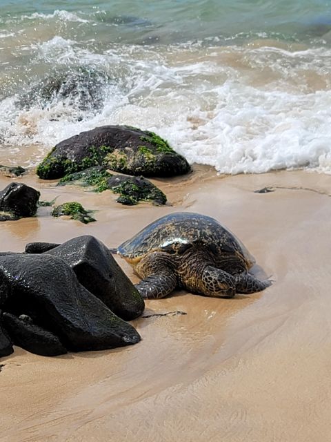 Waikiki: Oahu In a Day Circle Island Tour - Flexibility and Accessibility