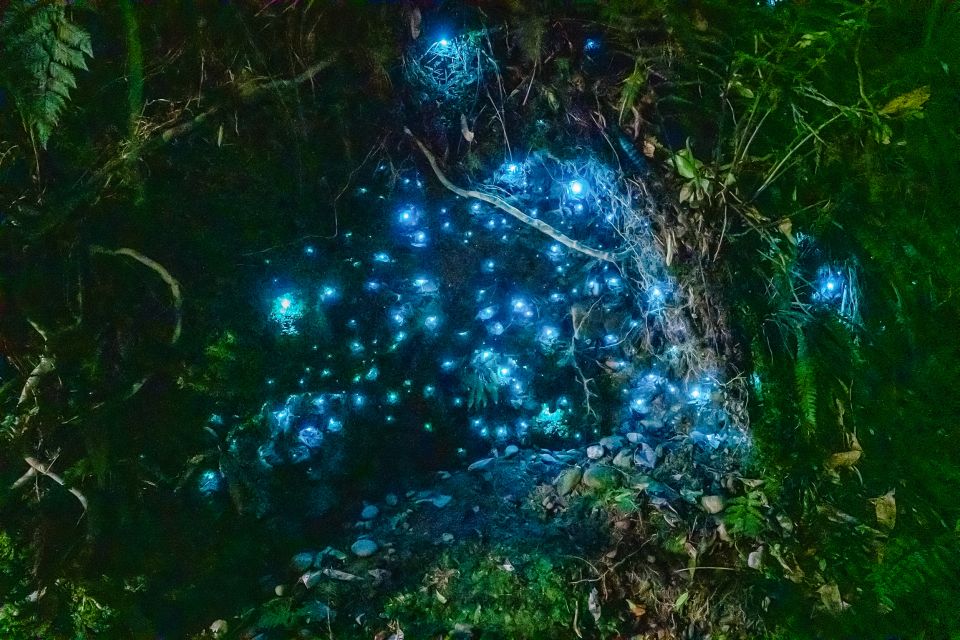 Waitomo: Glowworm Caves Guided Tour by Boat - Glowworms & Cave History