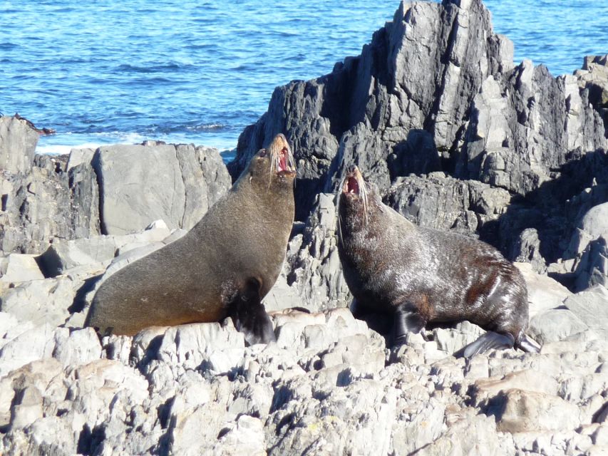 Wellington: Half Day Seal Coast Safari - Directions and Testimonials