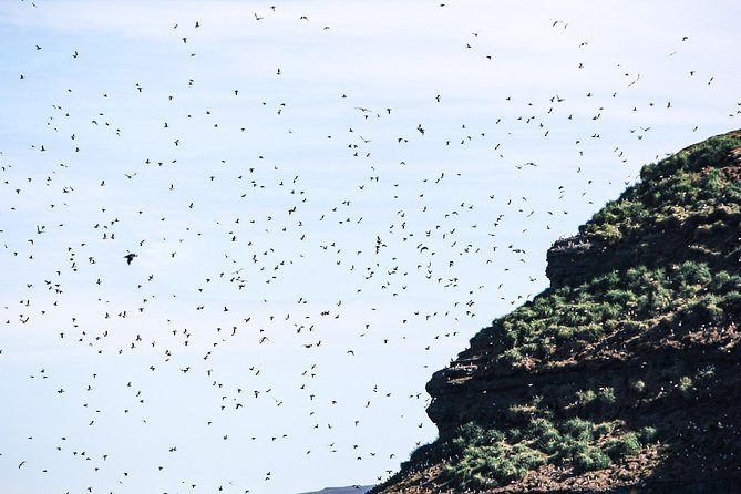 Whale and Puffin Watching Around Skjálfandi Bay From Husavik - Reviews