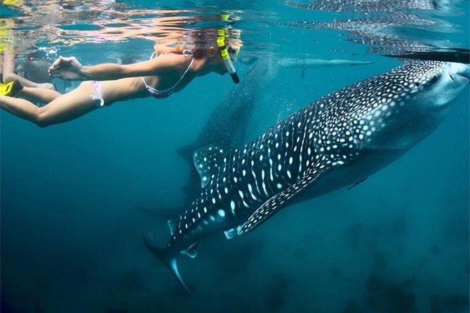 Whale Shark Encounter and Sumilon Sandbar With Kawasan Falls - Cancellation Policy