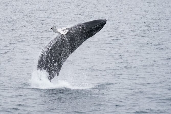 Whale Watching Cruise on a Yacht in Reykjavik - Professional Guides and Services
