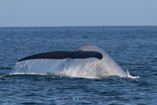 Whale Watching Excursion in Dana Point - Customer Reviews