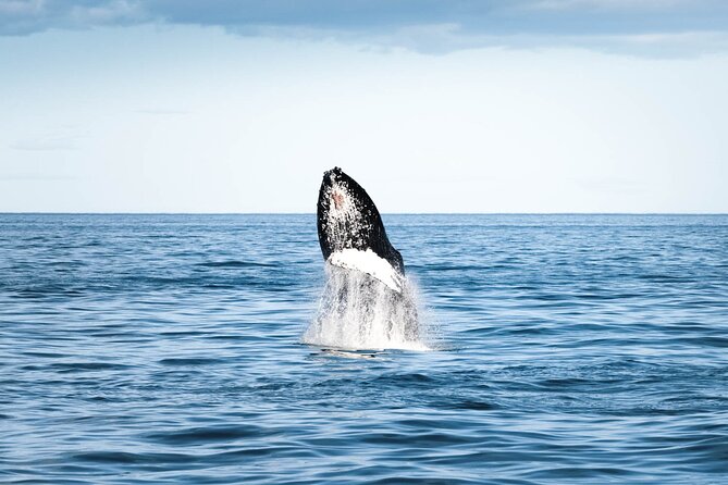 Whale Watching in Husavik - Wildlife Spotting Opportunities