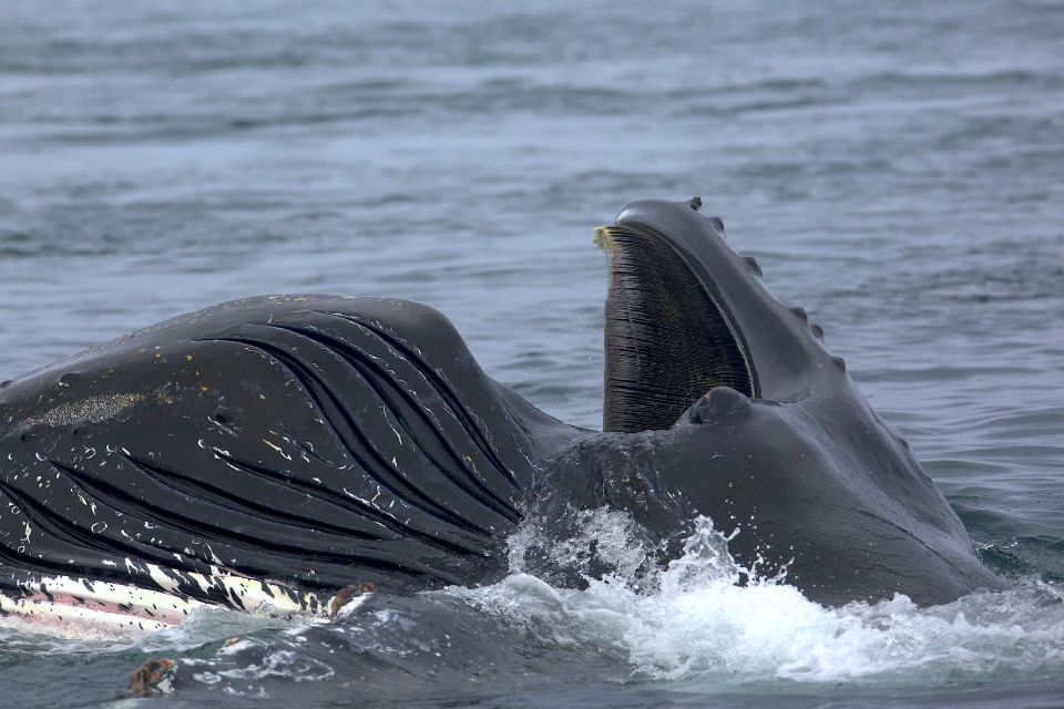 Whale Watching Tour in Victoria, BC - Important Considerations