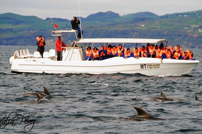 Whales and Dolphins + Vila Franca Islet (Full Day With Lunch) - Guest Reviews