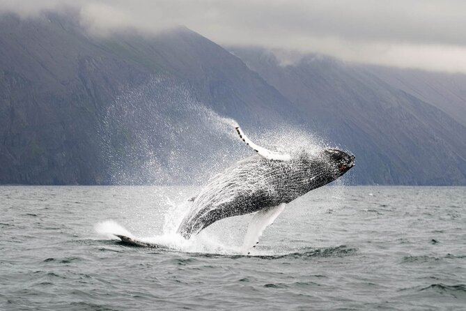 Whales and Puffins Tour From Husavik - Puffin Colony Visit