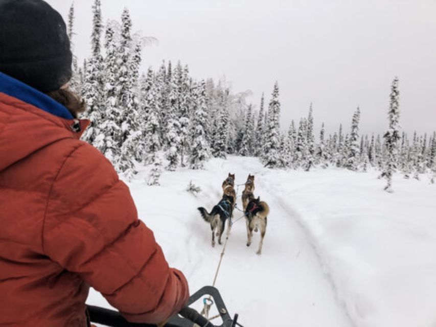 Willow: Traditional Alaskan Dog Sledding Ride - Interacting With Iditarod Racers