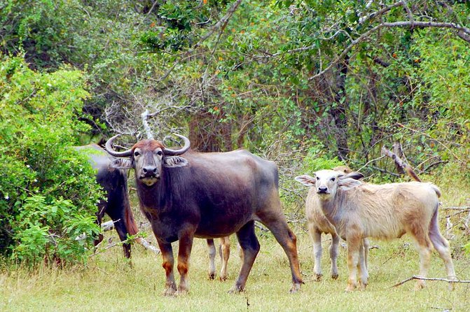 Yala Safari Day Trip From Bentota/ Kalutara/ Ahungalla/ Hikkaduwa - Highlights of the Yala National Park