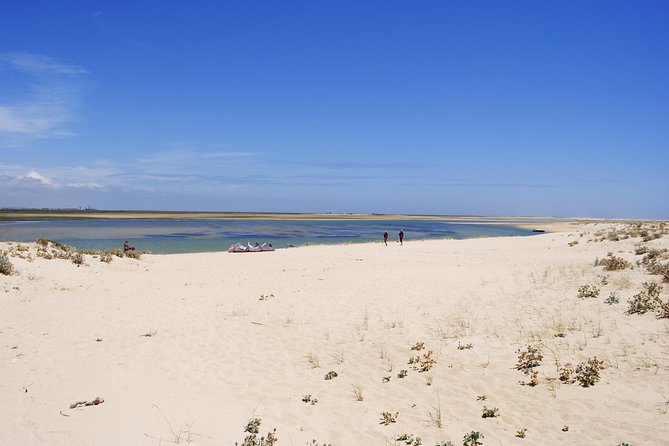 2-Hour Bird Watching Guided Boat Trip in Ria Formosa From Faro Algarve - Guided Boat Experience